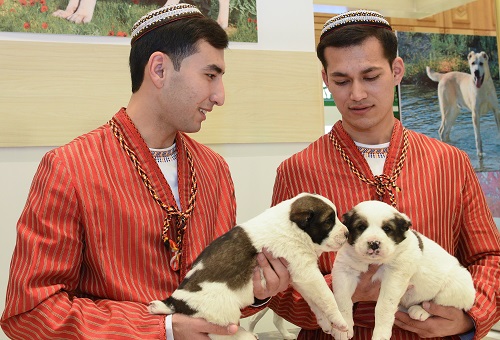 Internationale tentoonstelling gewijd aan Turkmeens alabai opent in Ashgabat